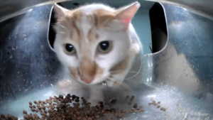 Meow.camera 4258783365322591678 1729087080690.png