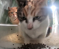 Mr. Sunflower is pissed off at another cat eating