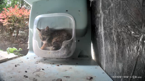 Baby brutus in the bowl.webp