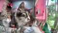 Tipsy is happy to welcome another cat.