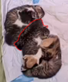 The Titans sleeping in a single file on March 14, 2024, with their adopted sibling outlined in red.