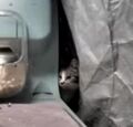 Oreo peeking through the tarp.