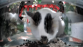 Thumbnail for version as of 14:50, 10 April 2025
