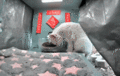 Ms. Polar going to the camera to sniff it (click to see gif)