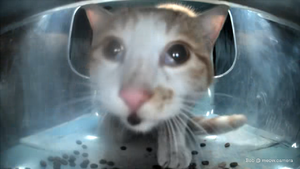 Dan kibble.webp