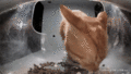 Mr. Apricot happily munches on kibble. (GIF)