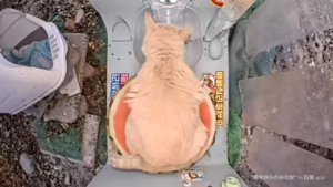 Mr Sand Flea Top View.png