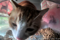 Mr. Crescent sniffing the bowl, oblivious to the food beside him