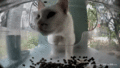 Mr. Domino digging in the kibble dispenser. (GIF)