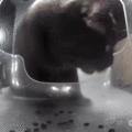 Mr. Bentley is jumpscared by the feeder (GIF)