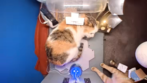 Unidentified Calico.png