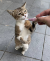 A kitten happily eating food