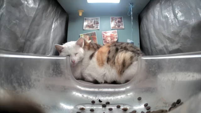 File:Ms. eeper pillow.png - StreetCatWiki