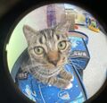 Fisheye lens Ms. Tutu