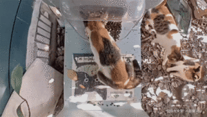 Calico showdown.gif