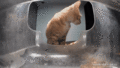 Bill, now older, not being scared out of the feeder by kibble. (GIF)