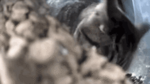 Mr. Beetle is eating. (GIF)