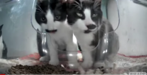 Mr. Chaplin and his brother in the feeder.png