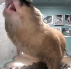 Ferret Eat.PNG