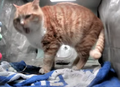 Mr. Chonk looking around and yawning/licking his lips then goes to play with the toys.