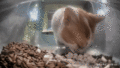 Dr. Smudge getting a snack stuck on his mouth. (GIF)