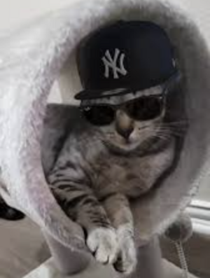 Yankees cat.png