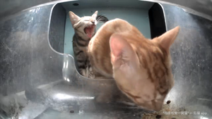 Lance yawn.webp