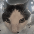 Mr. Blotch sniffs at something above him, then smiles at the camera (GIF)