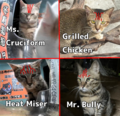 A comparison of the 4 tabby cats