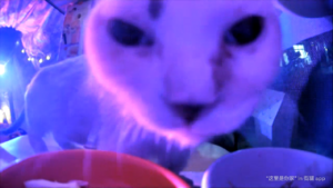 FerretExtremeCloseup.png