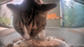 Mr. Quartz eating with a paw in the bowl.