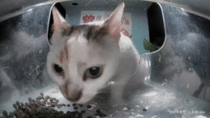 Meow.camera 4258783365322591678 1716910827103-ezgif.com-video-to-gif-converter.gif