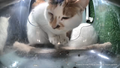 Ms. Sunshine's face markings make her look like she has a human nose from certain angles.