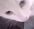 Cropped photo showing her green eyes.