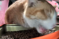 C H O M P