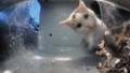 Ms. Dip eats snacks that went up the side of the feeder a little. (GIF)