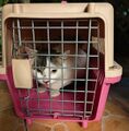 Noob in his crate after his TNR