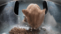 (GIF) Mr. Miner getting showered in kibble and snacks.