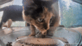 Yan shooing Azula out of the feeder so he can sit around inside. (GIF)