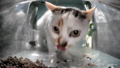 Blep (The horrid creature attempts to garner the trust of its viewers)