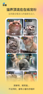 A collage of popular cats on the app