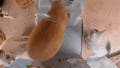 Mr. Timbit leaping over The Guardian in the feeder. (GIF)