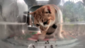 Mr. Wishbone puts incredible effort into taking a single step towards his meal